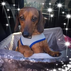 Meet your Posher, Marguerite